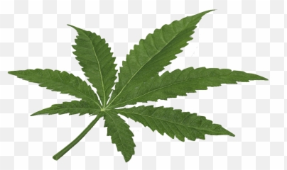 Marijuana Leaf Cannabis Hd Png - Marijuana 3d Obj Free,Weed Png