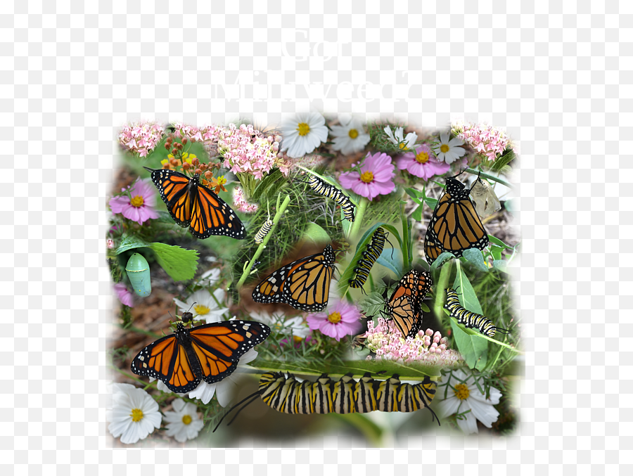 Got Milkweed Throw Pillow - Monarch Butterfly Png,Monarch Butterfly Icon