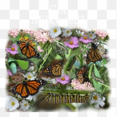 Got Milkweed Throw Pillow - Monarch Butterfly png