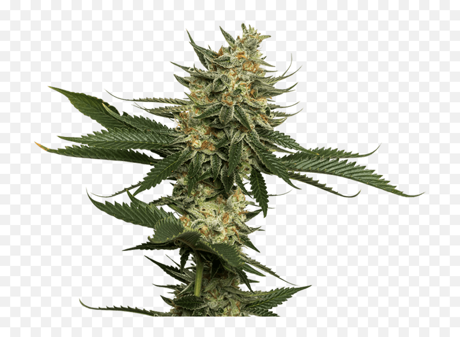 Weed Plants Png Picture 807564 - Weed Plant Png,Marijuana Plant Png