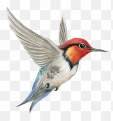 Bird Transparent Clipart - Background png