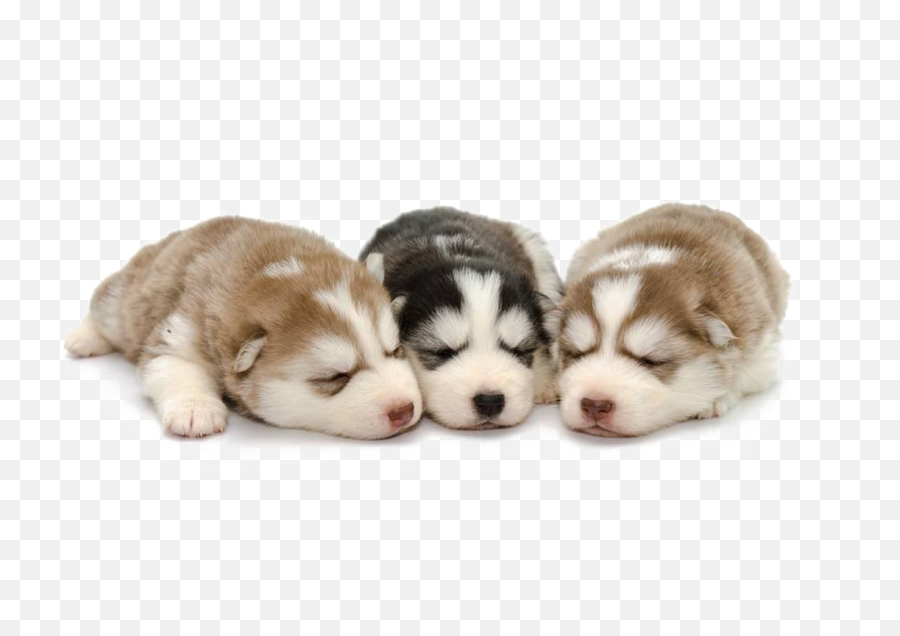 Puppies Transparent - Siberian Husky Puppy Png,Transparent Puppy