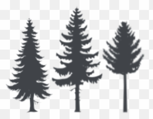 Cropped - Treespng Perfect Moments Photography By Anita Chapman,Forest Trees Png