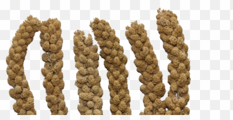 Milletspraybird Seedpngnatural - Free Image From Needpixcom Png,Seed Png