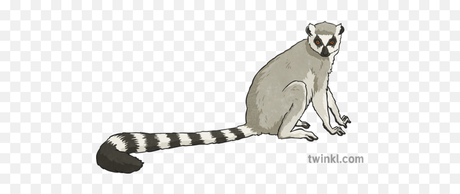 Lemur Illustration - Twinkl Madagascar Cat Png,Lemur Png