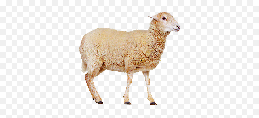 Sheep Png Free Download