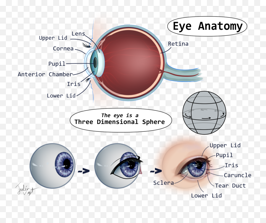 A Helpful Guide To Eyes By Herodraws - Clip Studio Tips Circle Png,Realistic Eye Png