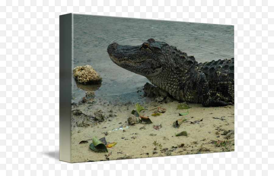Aligator By Tony Payne - Nile Crocodile Png,Aligator Png
