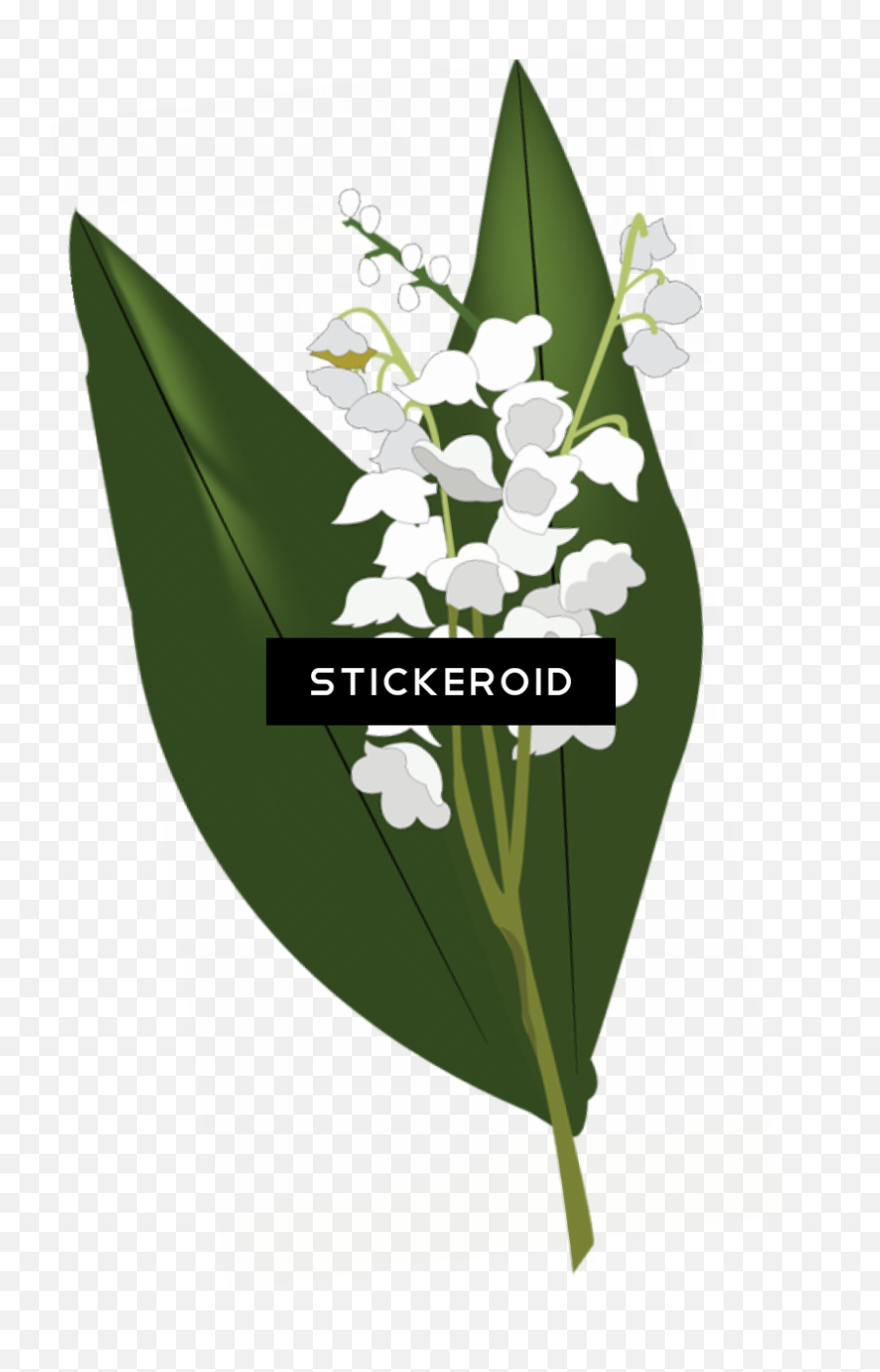 Lily Of The Valley Hd Flowers Nature - Lily Of The Valley Transparent Lily Of The Valley Png,Lily Png