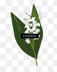 Lily Of The Valley Hd Flowers Nature - Lily Of The Valley Transparent Lily Of The Valley Png,Lily Png