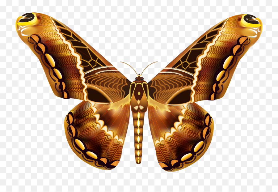 Brown Butterfly - Cute Butterfly Pics For Kids Png,Real Butterfly Png