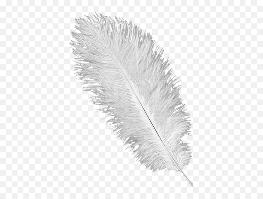 Download Ostrich Feathers Png - Ostrich Feather Png Full Transparent Ostrich Feather Png,Black Feather Png