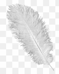 Download Ostrich Feathers Png - Full Transparent