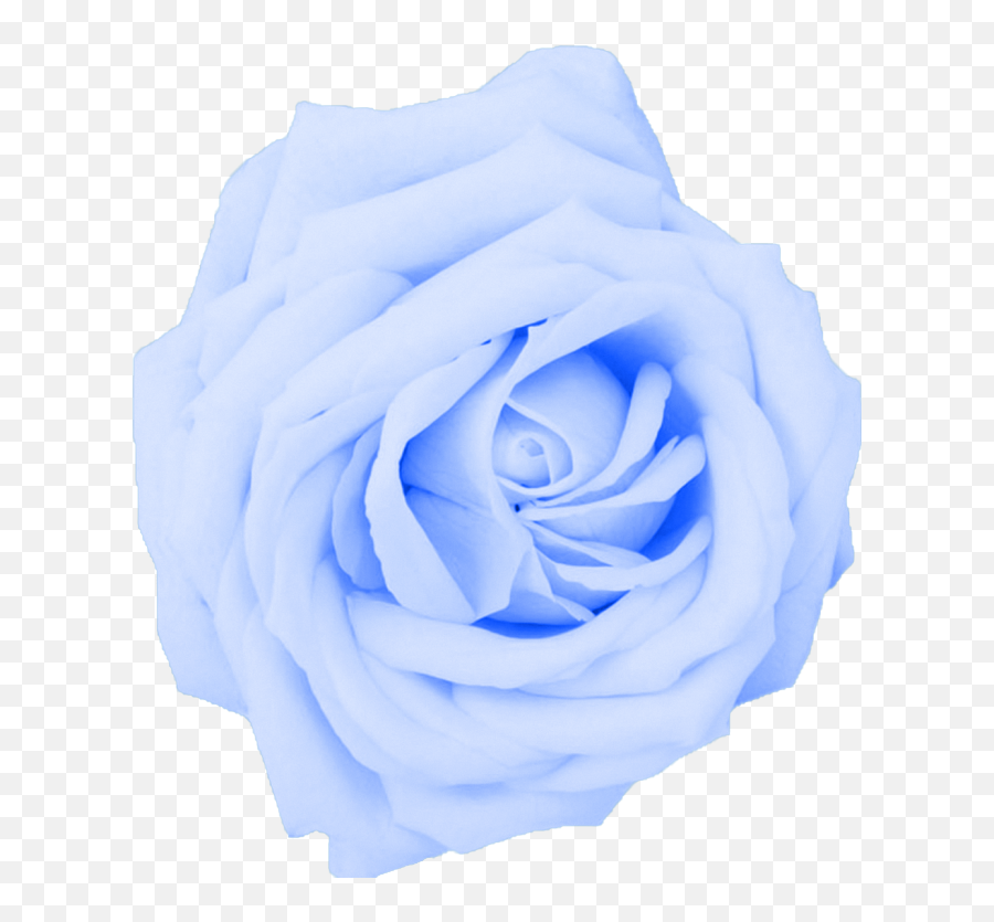Hd White Flower Png Roses 1007232 - Png Light Blue Rose Transparent,Blue Flower Png
