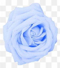 Hd White Flower Png Roses 1007232 - Png Light Blue Rose Transparent,Blue Flower Png