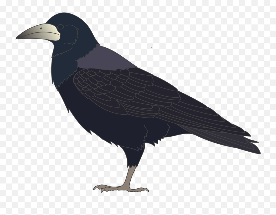 Corvus Rook - American Crow Png,Rook Png