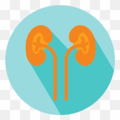East - Png Icon Kidney