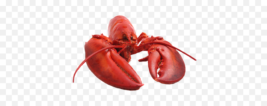 Full Size Png Download - Png Market Fish,Lobster Png