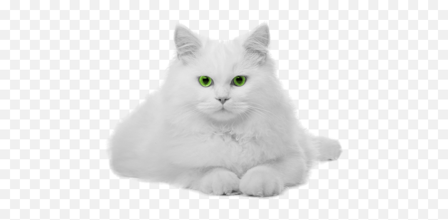 White Cat - Gato Branco Png,White Cat Png - free transparent png images -  