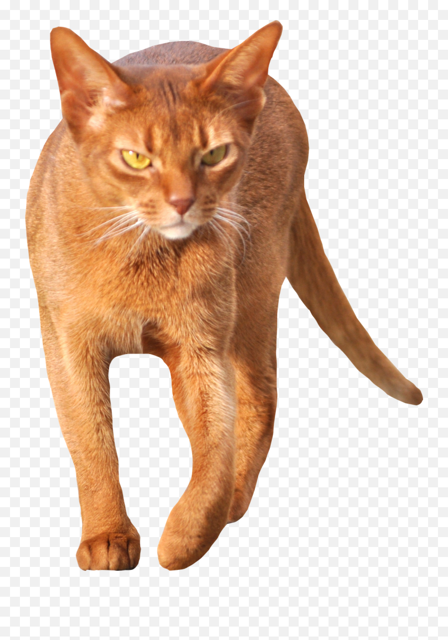 Download Tabby Cat Clipart Transparent - Cat Walking Transparent Background Png,Cat Clipart Transparent