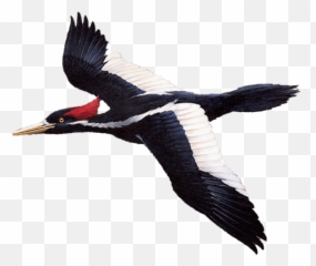 Woodpecker Png - Ivory Billed Woodpecker Png,Woodpecker Png