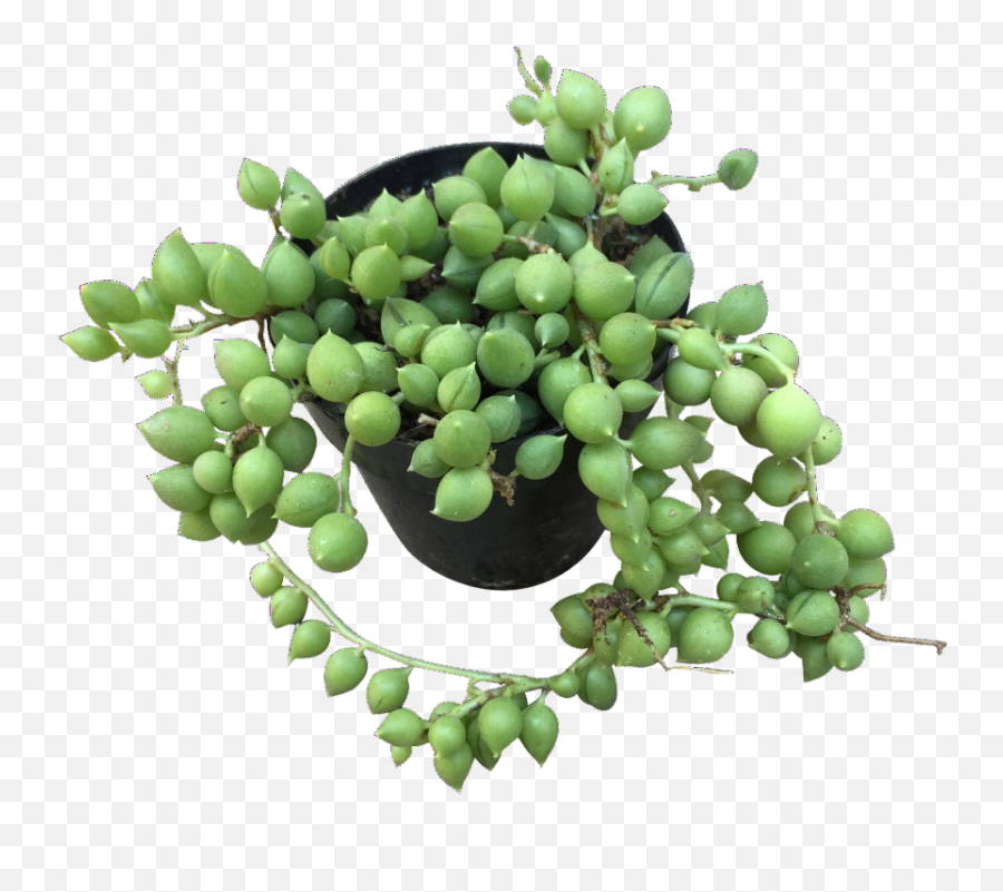 String - Grapevines Png,String Of Pearls Png