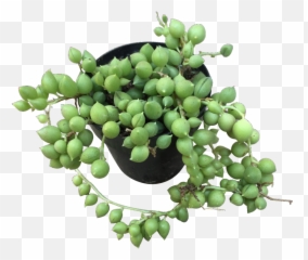 String - Grapevines png