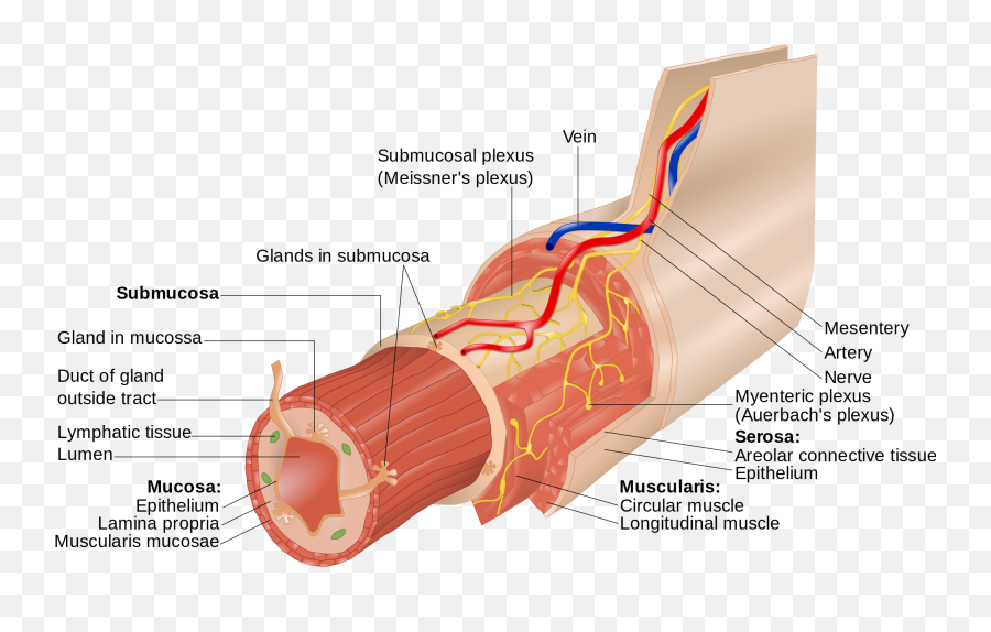 Open - Fecal Excretion Png,Plexus Png