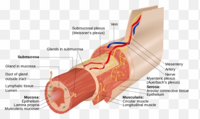 Open - Fecal Excretion Png,Plexus Png
