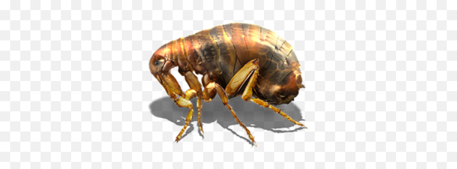 Flea Png Transparent Hd Photo - Cat Flea,Flea Png