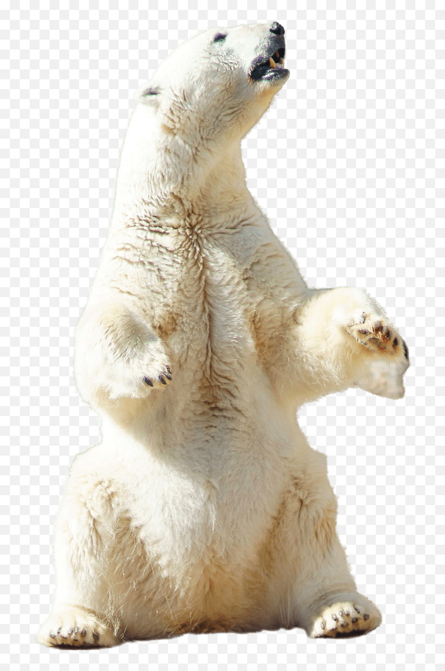 Polar Bear Sitting Transparent Png - Polar Bear Standing Png,Polar Bear Png