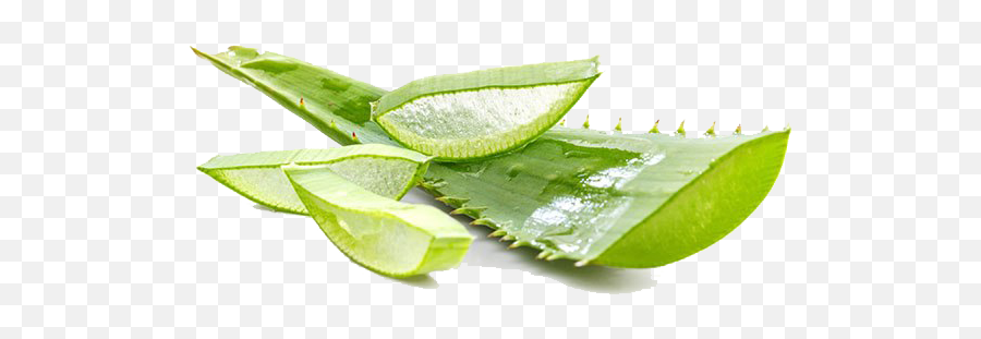 Aloe Vera Gel Png Photo - Aloe Vera And Neem,Aloe Vera Plant Png