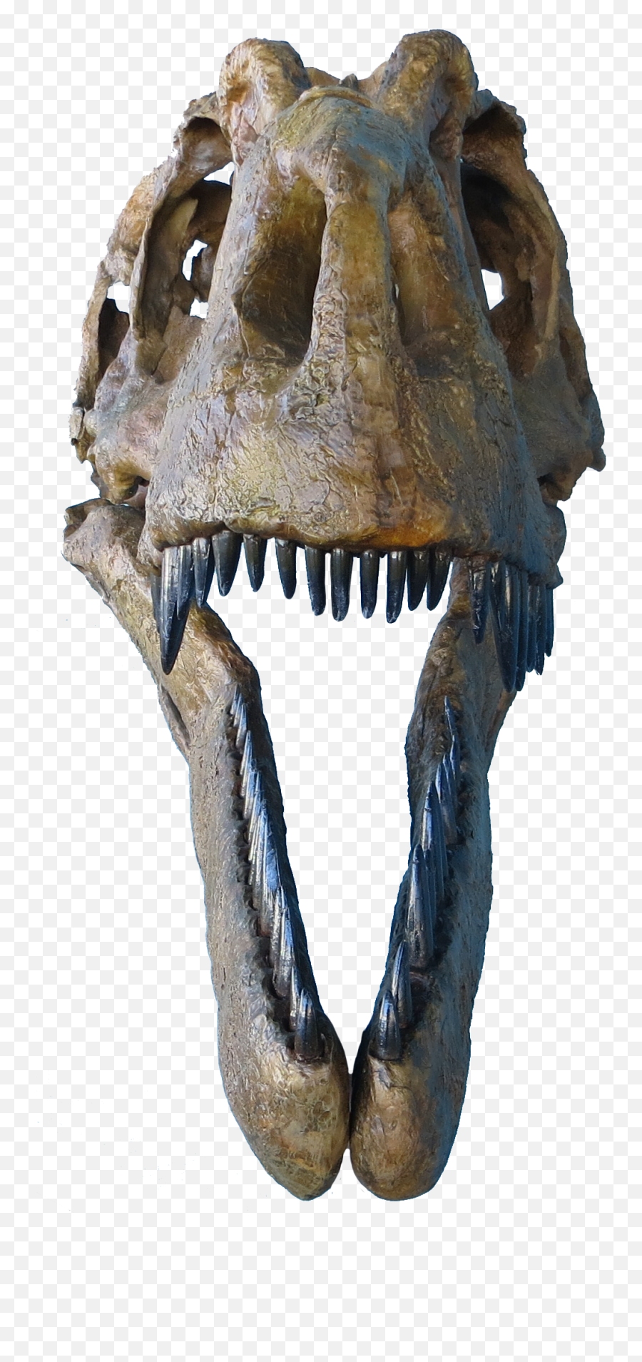 Daspletosaurus Torosus By Triebold Paleontology Inc - Dinosaur Skull Front Png,Dinosaur Skull Png