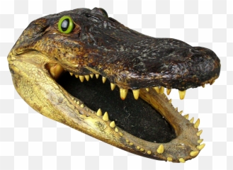 Gator Alligator Head Transparent U0026 Png Clipart Free Download - Alligator Head Png,Gator Png