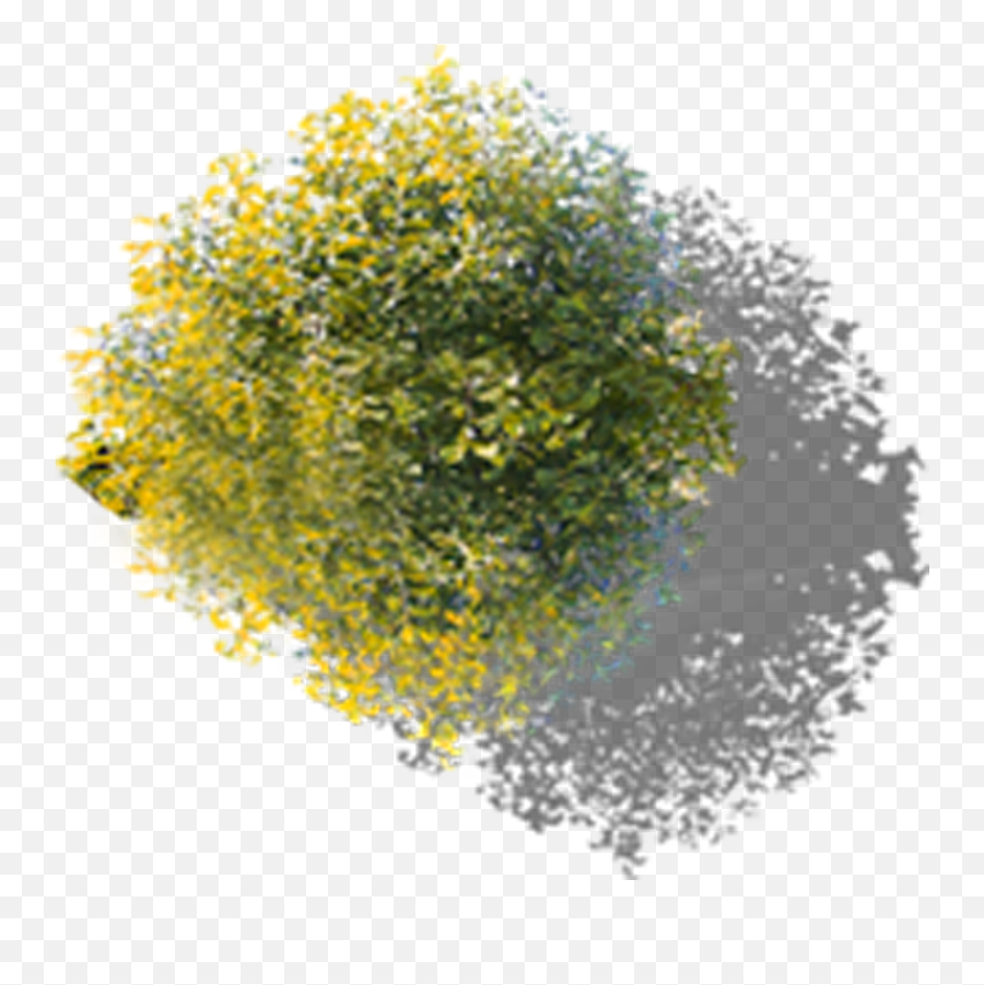 Ginkgo Tree Overlooking Free - Tree Png Hd Top View,Tree Top View Png