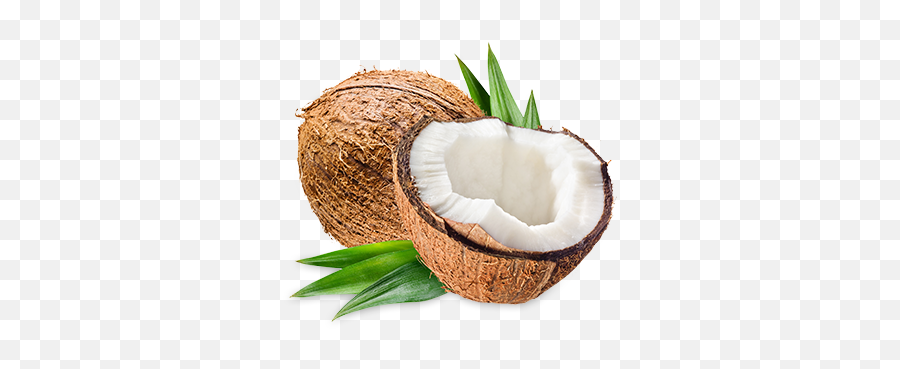 Coconut Png Pictures Fresh - Coconut Hd Png,Coconut Png