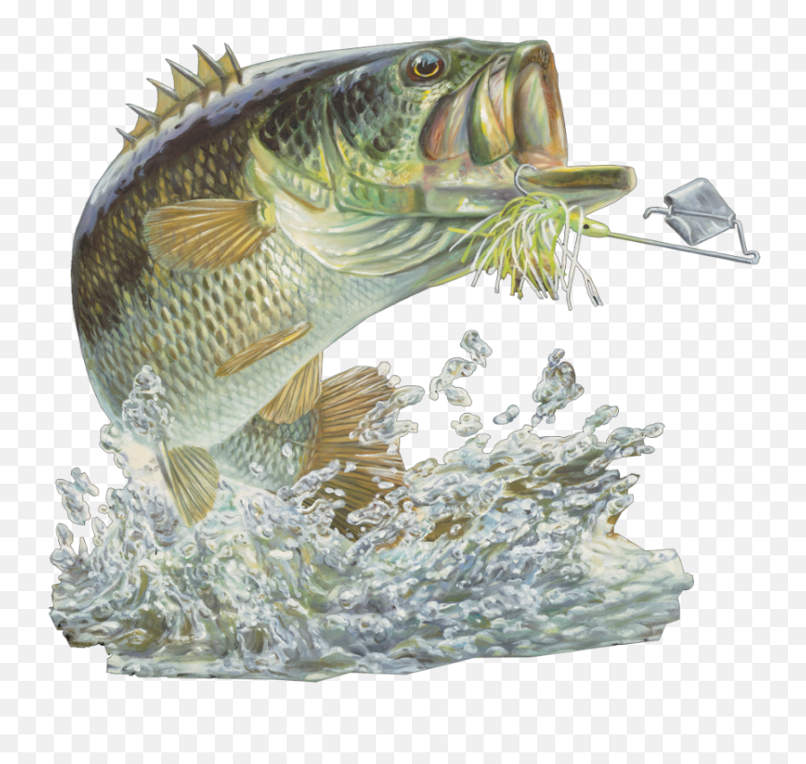 Fishing Club Png Bass Fish