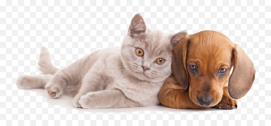 Download And Horse Sitting Pet Dog Together Cat Clipart Png - Dogs And Cats Hd,Dog And Cat Png