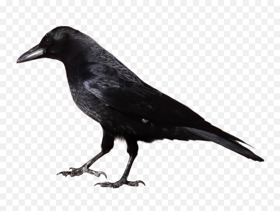 Crow Png Transparent Free Images - Crow Clipart Black And White,Crow Transparent