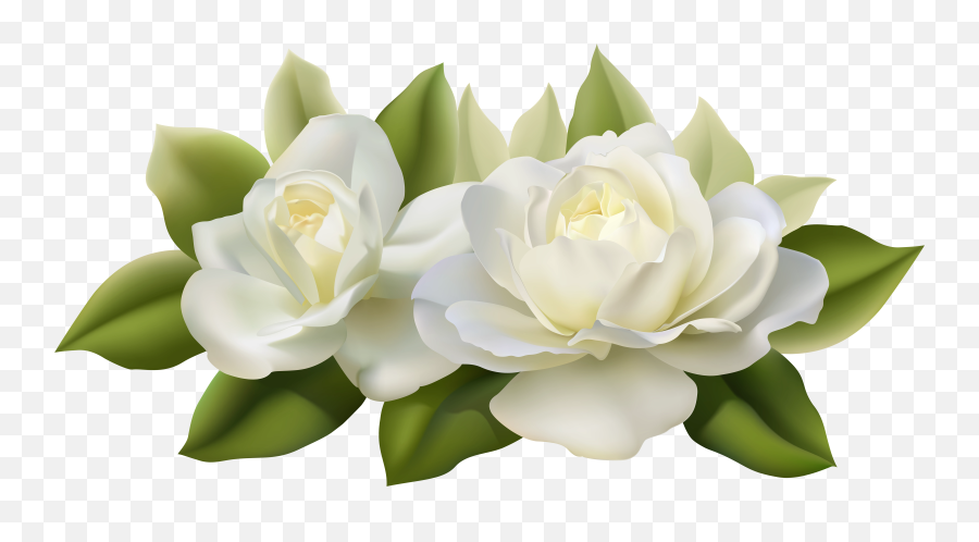Png Beautiful White Roses With Leaves - White Rose Png Transparent,White Roses Png