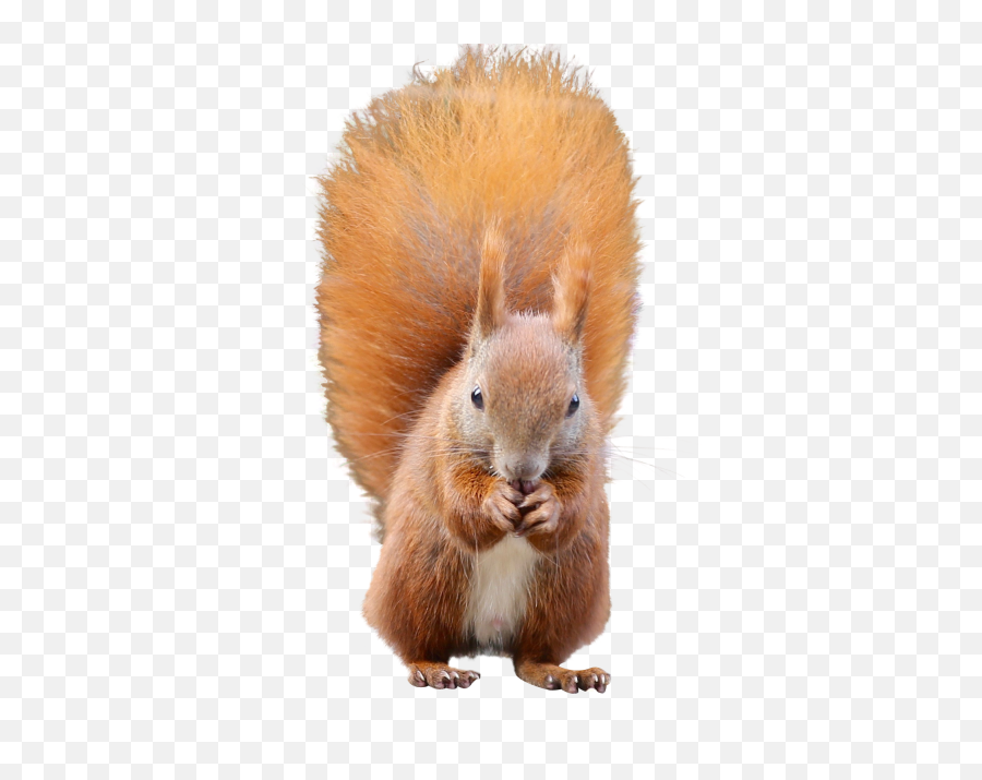 Squirrel Png Image - Eurasian Red Squirrel,Squirrel Transparent Background