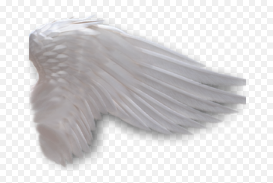 Sideview Angelwings Angels Angel Wings Feathers Fly Cos - Side View Angel Wings Png,Angel Wings Transparent