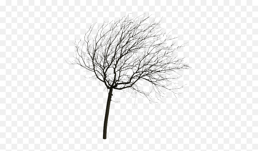 Wind Projection Basis For Real - Time Animation Of Trees Tree In Wind Png,Wind Png