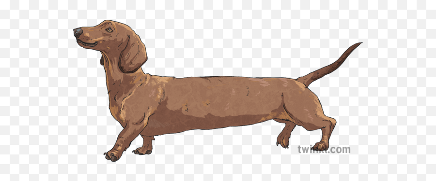 Daschund Puppy Dog Pupper Doggo Sausage Multiplication Long - Dachshund Png,Doggo Png