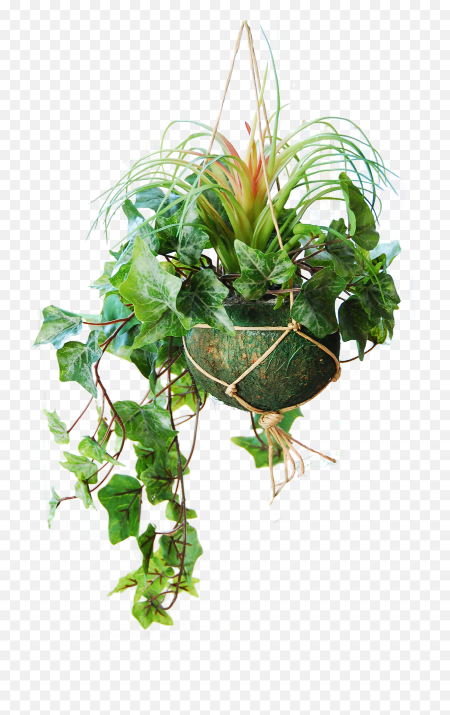 Hanging Basket With Light Frosted Ivy And A Tillandsia Bush Green 45 Cm - Grass Png,Hanging Plants Png