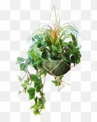 Hanging Basket With Light Frosted Ivy And A Tillandsia Bush Green 45 Cm - Grass Png,Hanging Plants Png