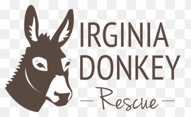 Download Donkeys For Sale In Virginia Beach Hd Png - Virginia Donkey Rescue,Burro Png