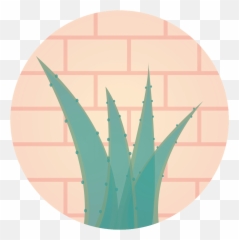 Aloe Vera - A Miracle For Health Ayurveda Benefits Agave Png,Aloe Vera Png