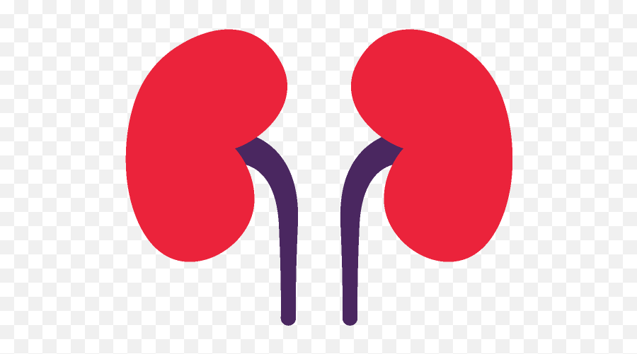 Download Free Png Kidney - Kidney Png Hd,Kidney Png