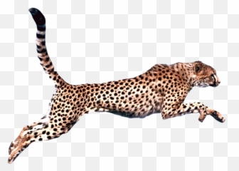 Cheetah Png Transparent - Cheetah Transparent Background,Cheetah Transparent